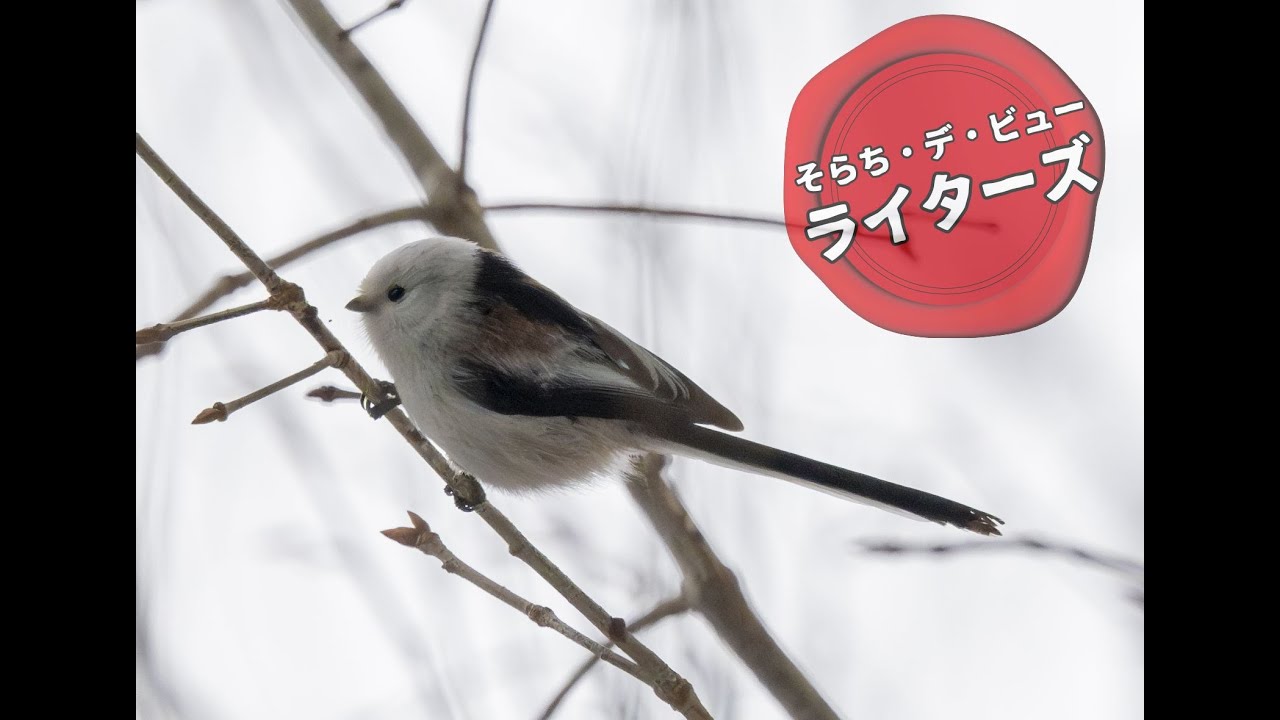 由仁町で話題のシマエナガは、「どのくらいお気軽に」出会えるのか