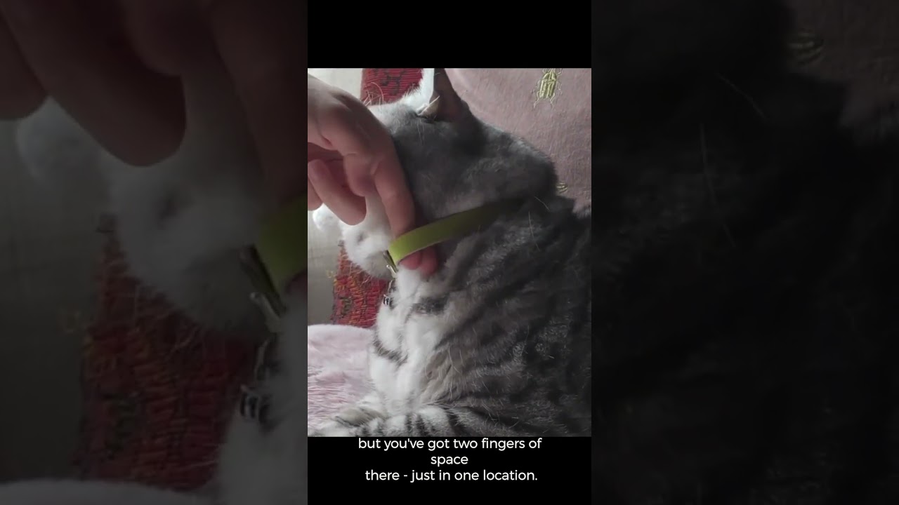 Cat Collar Fitting Guide - How to properly fit your cat's collar