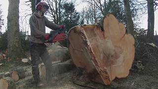 Aurea Tree Care - Large Beech removal