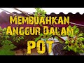 Analisis dan Hipotesis Pembuahan Anggur Akademik Dalam Pot