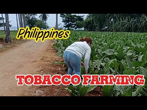tobacco farming in the philippines PH tobacco-producing provinces urged to produce more for export Philippines Urged To Support Farmers