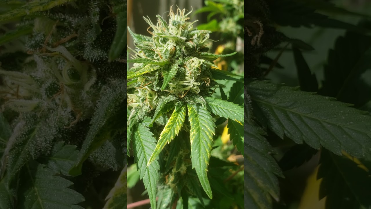 island punch by caliconection