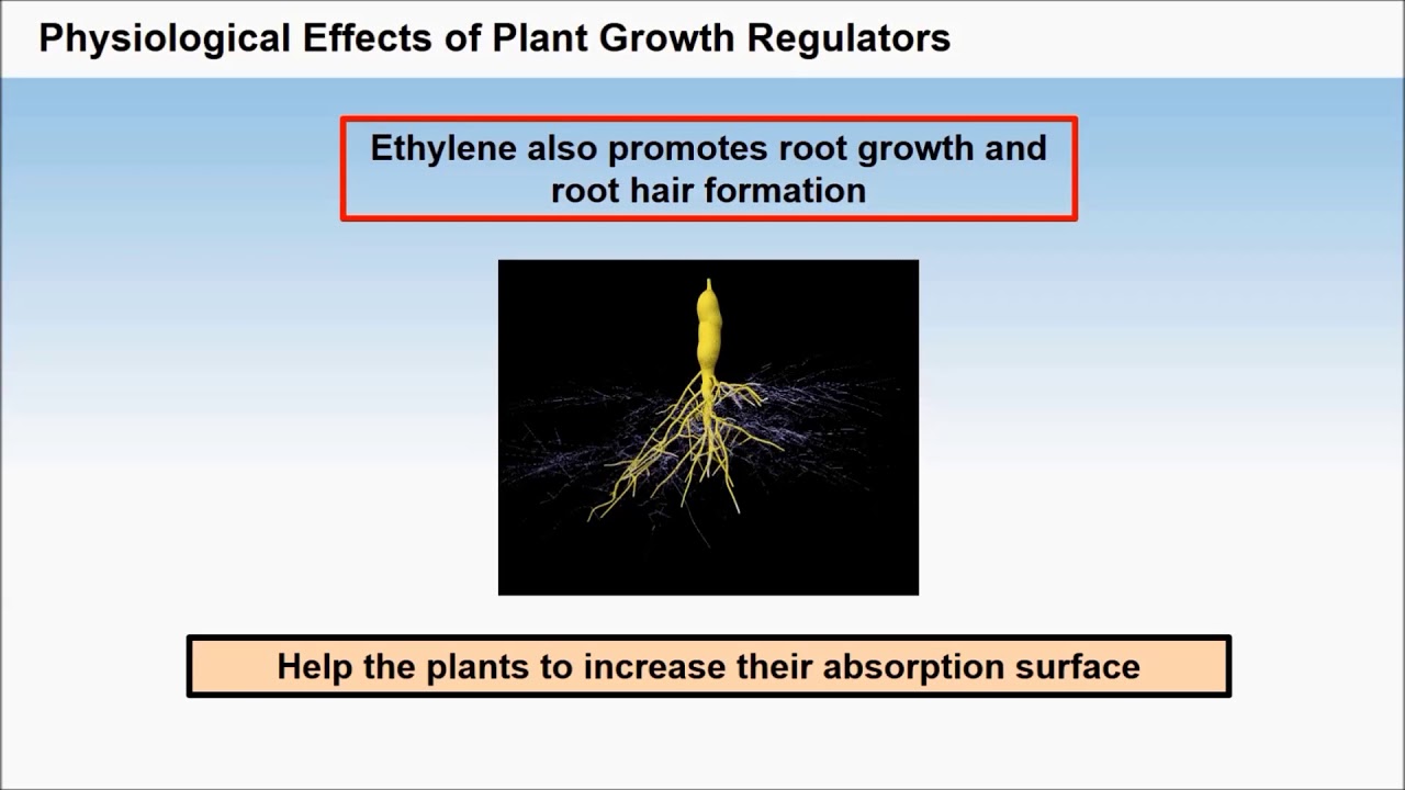7. 11B15.3 CV3 Physiological Effects of Plant Growth Regulators Part II ...