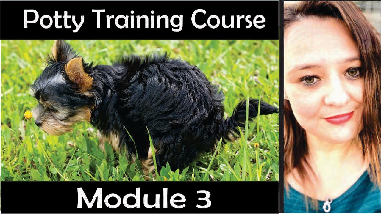 SIMPLE WAYS TO POTTY TRAIN YOUR PUPPY FAST WITH THESE STEP BY STEP DOG TRAINING COURSE FOR NEW DOG