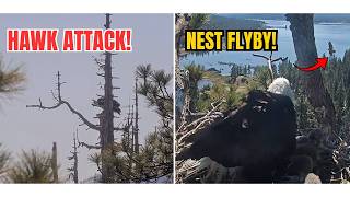 JACKIE GOES TALONS UP WITH A HAWK 😮 SHADOW REACTS FROM THE NEST! 🔥| Big Bear, CA