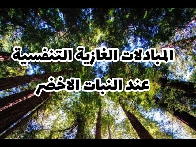 الدرس 20: المبادلات الغازية التنفسية عند النبات الأخضر صفحة 78 علوم طبيعية سنة أولى متوسط