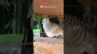 Zebra Dove call Bird sounds for relaxations 80 #birds #birdsounds #birdsoundscape #birdsong #animals screenshot 4