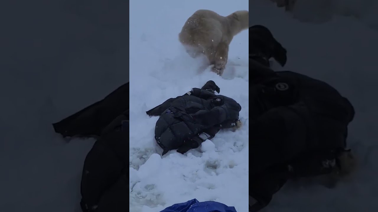A Close Polar Bear Encounter ViralHog