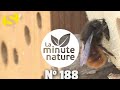 UN HÔTEL POUR LES ABEILLES (No 188)