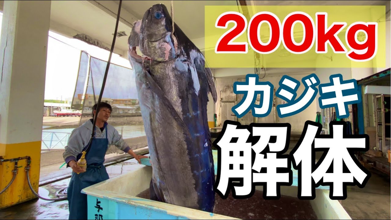 【与那国島】200kg「カジキ」の解体だ!! しかしデカい😆