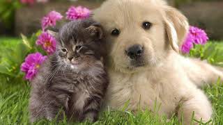 ペットの遺骨を粉骨にして散骨