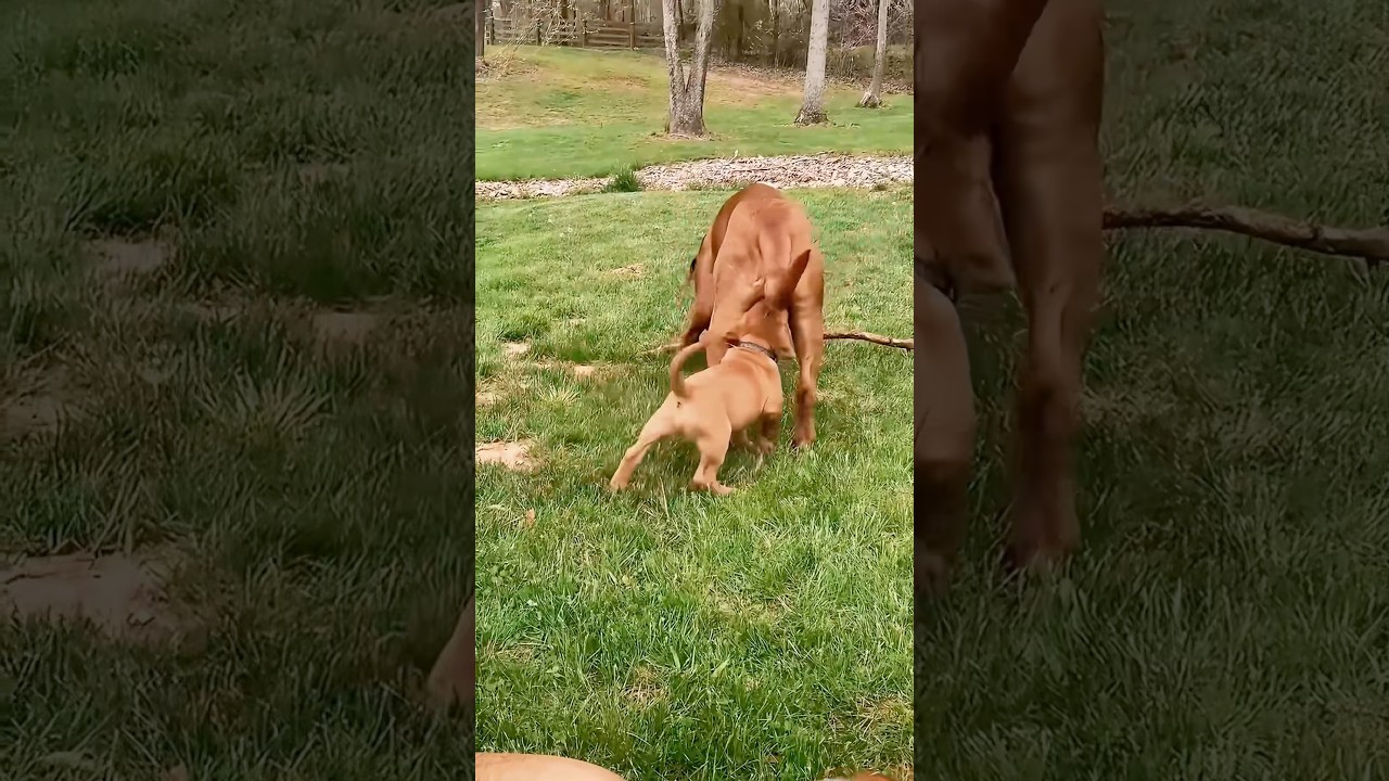 A small dog bites a big dog 🐕 