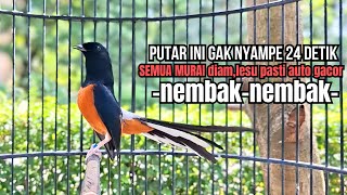 PANCINGAN murai batu GACOR FIGHTER melatih bongkar materi, Jadikan burung cepat emosi AUTO GANAS
