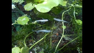 ヒレ長幹之メダカ