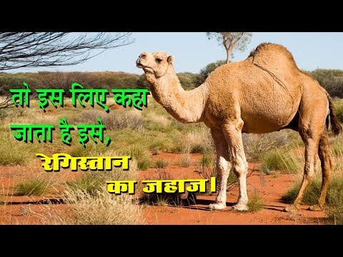 वीडियो: ऊंट को रेगिस्तान का राजा क्यों कहा जाता है?