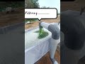 1 year back sfs spirulia, some happy movements. #spirulina #farming #businessmindset #kindal