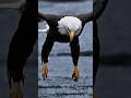 Bald Eagle Talons: 400 PSI Deadly Grip 🦅 | Animal Facts #shorts