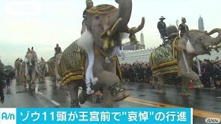 亡き国王に哀悼の鳴き声　ゾウ11頭がタイ王宮前で(16/11/08)