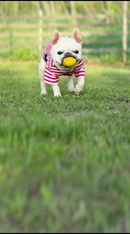 ドッグランから帰りたくない犬の可愛すぎる行動