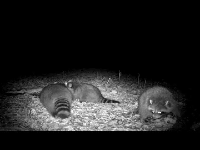 Raccoon Double using Kishel's Coon Lures