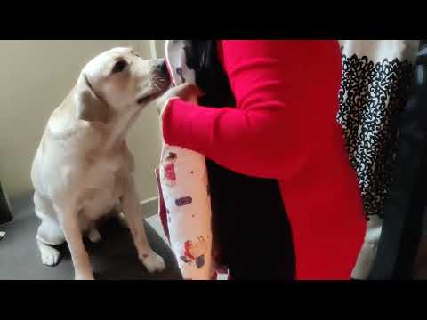 Labrador Retriever Dogo ||जाड़ों में Dog को कैसे साफ रखें