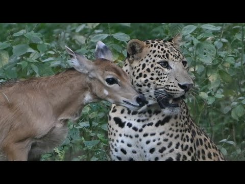 Leopard playing with baby deer in jhalana /leopard kill deer