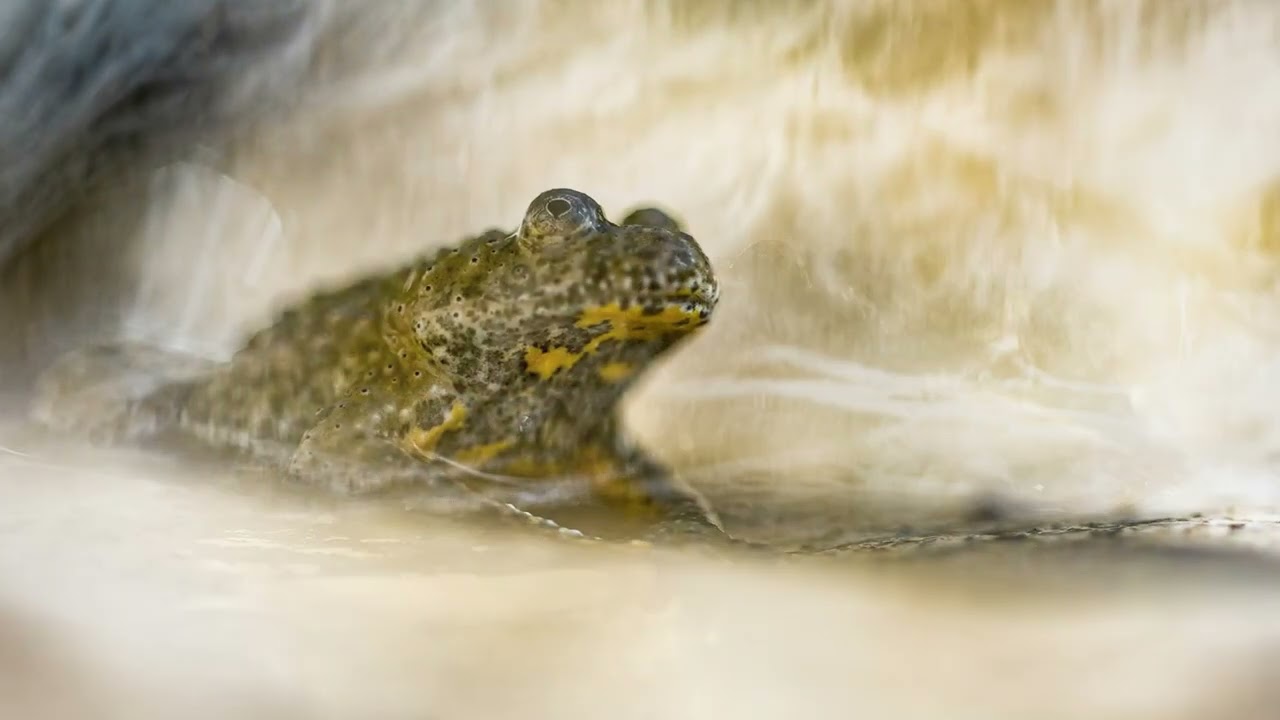 Primi test IRIX 150mm macro f/2.8 1:1