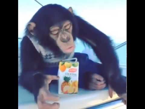 حدش يشوفلي دجال يسخطني قرد