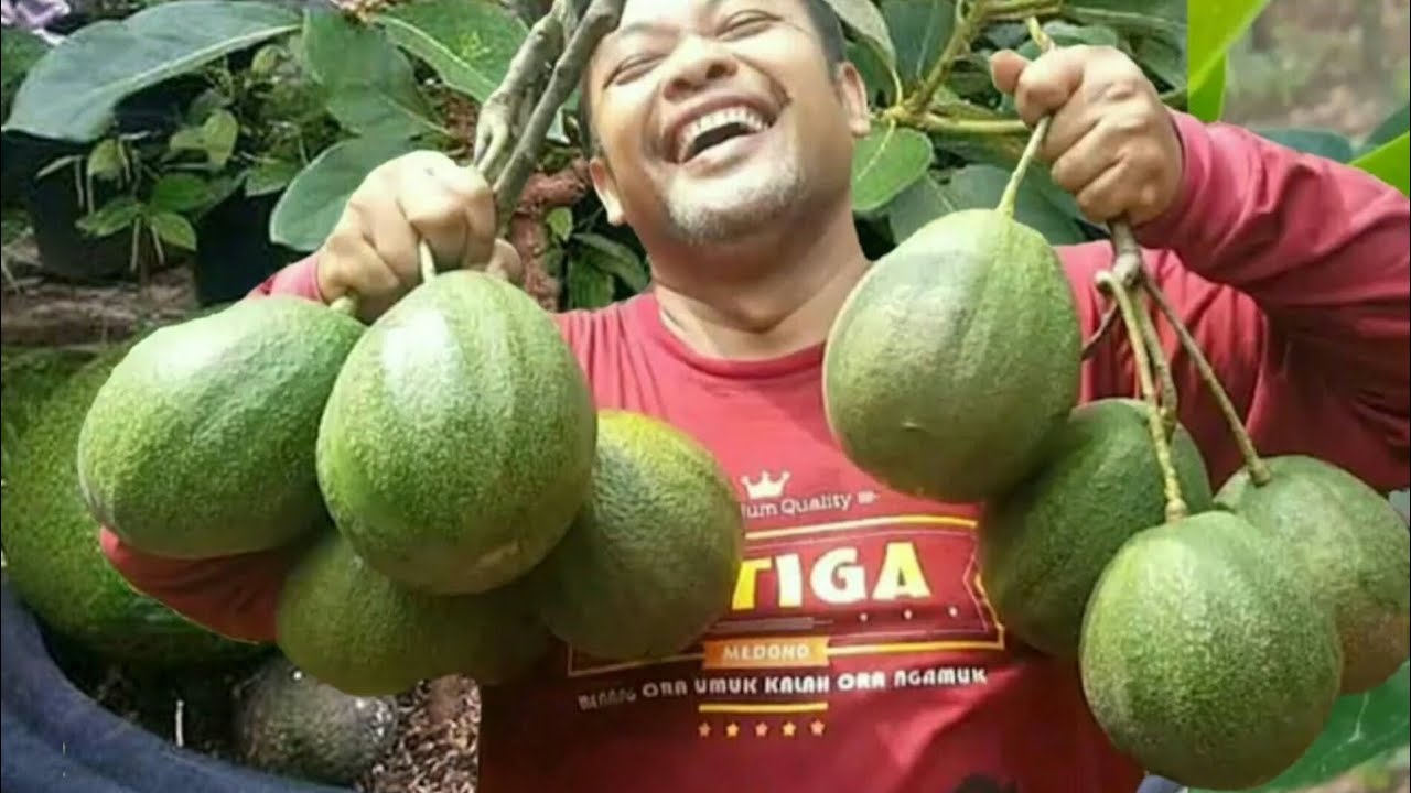 How To : VIDEO LENGKAP PROSES SAMBUNG ALPUKAT DARI AWAL SAMPAI BERHASIL