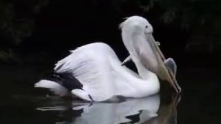 PELICAN EATS SEAGULL
