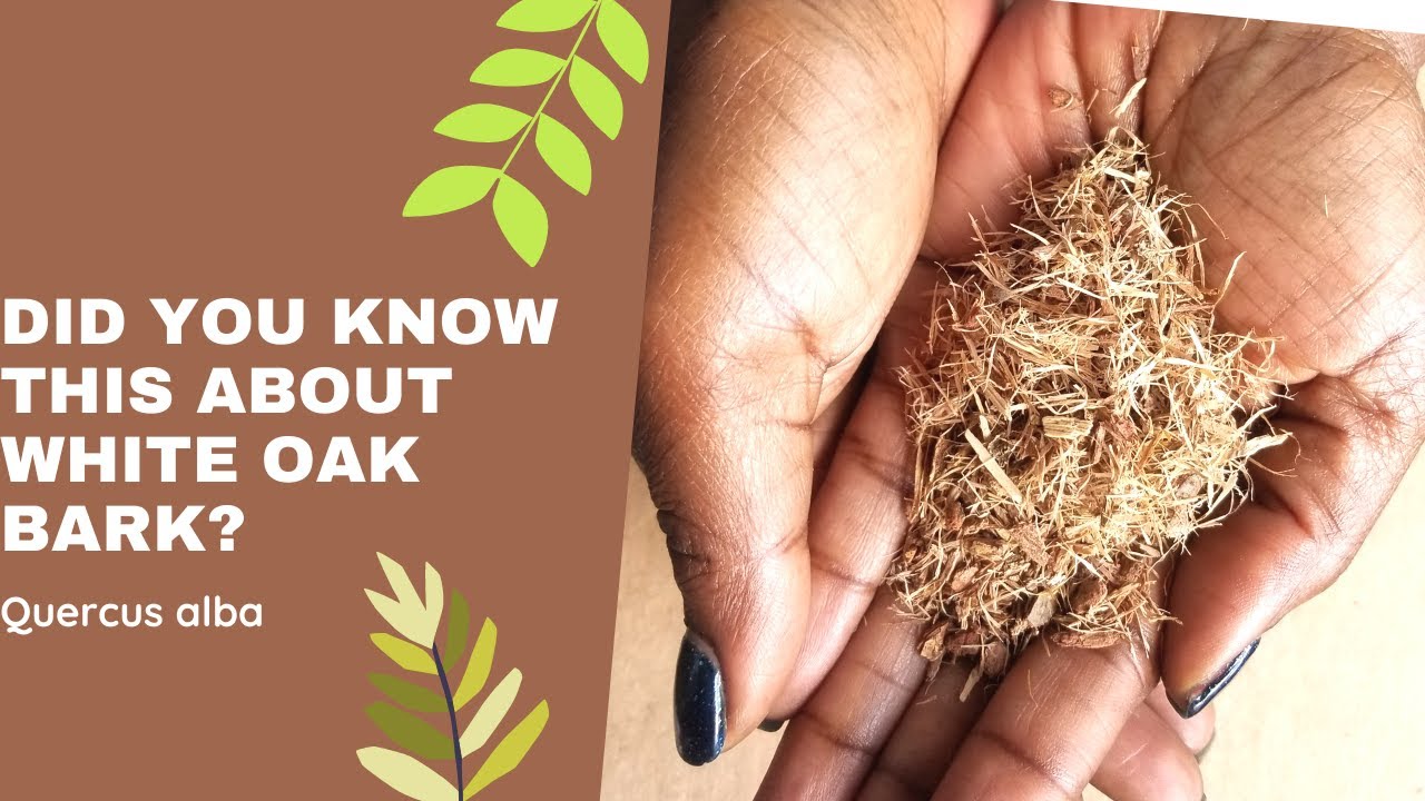 White Oak Bark Benefits Quercus alba YouTube