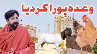 Ustad Mithu Lali ||Ustad Hassan Lali ||Wada Poura Huwa🤠||Pakistan Pigeons Club