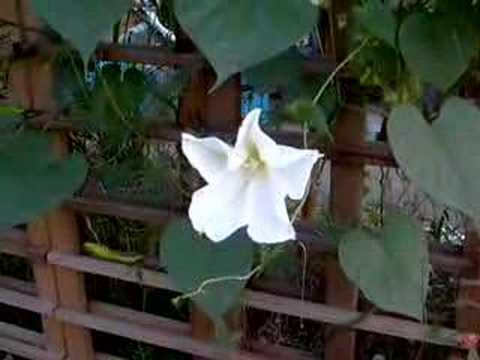 Moon flower opening