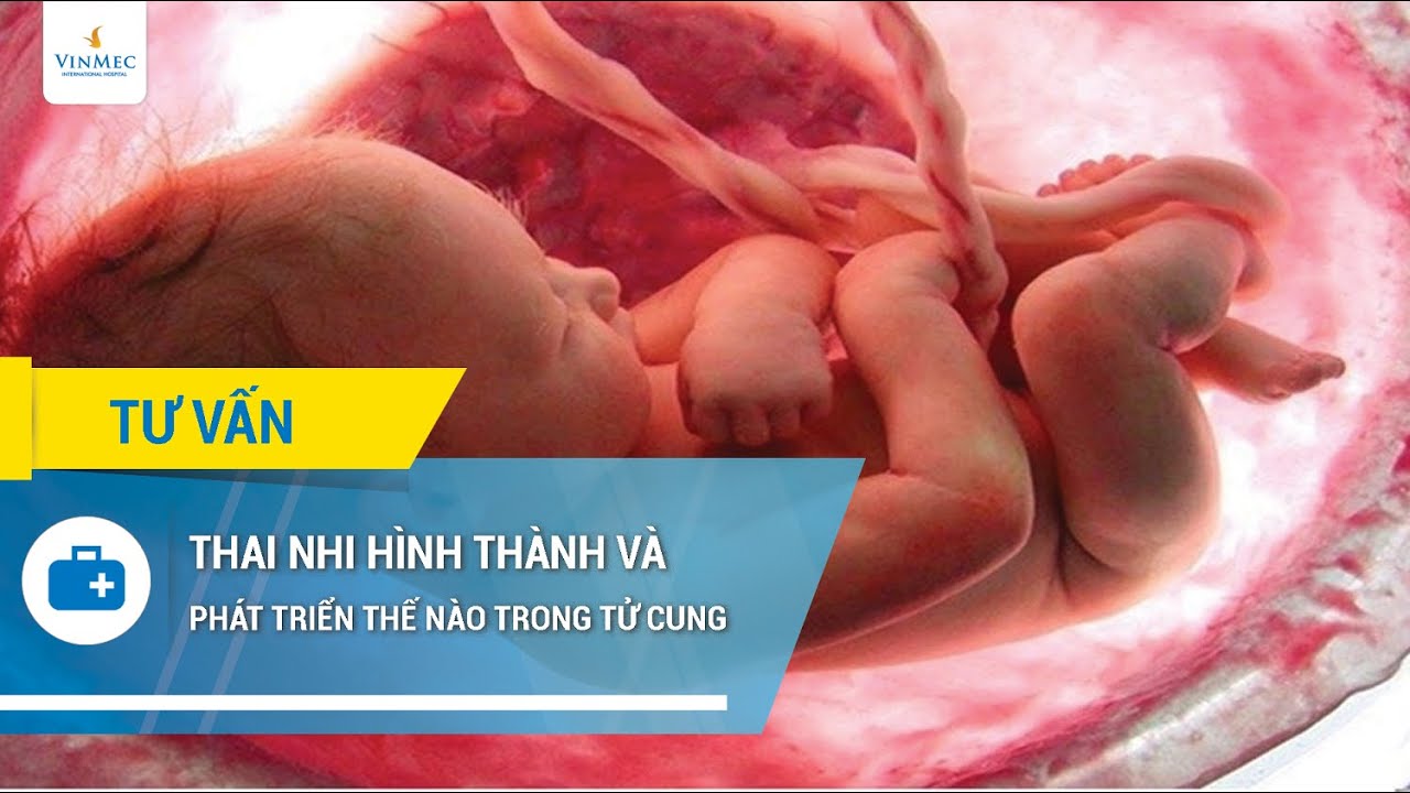 Thai nhi thành hình và phát triển thế nào trong tử... - youtube