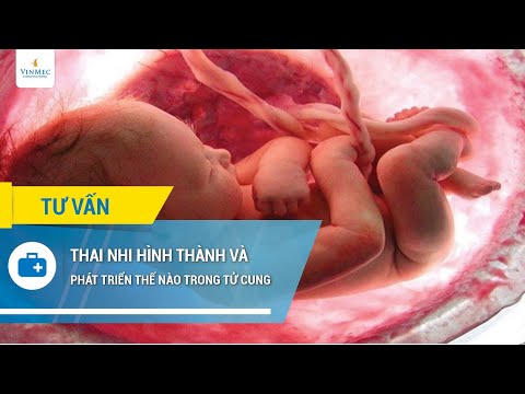 Bào Thai Là Gì - Thai nhi thành hình và phát triển thế nào trong tử cung?