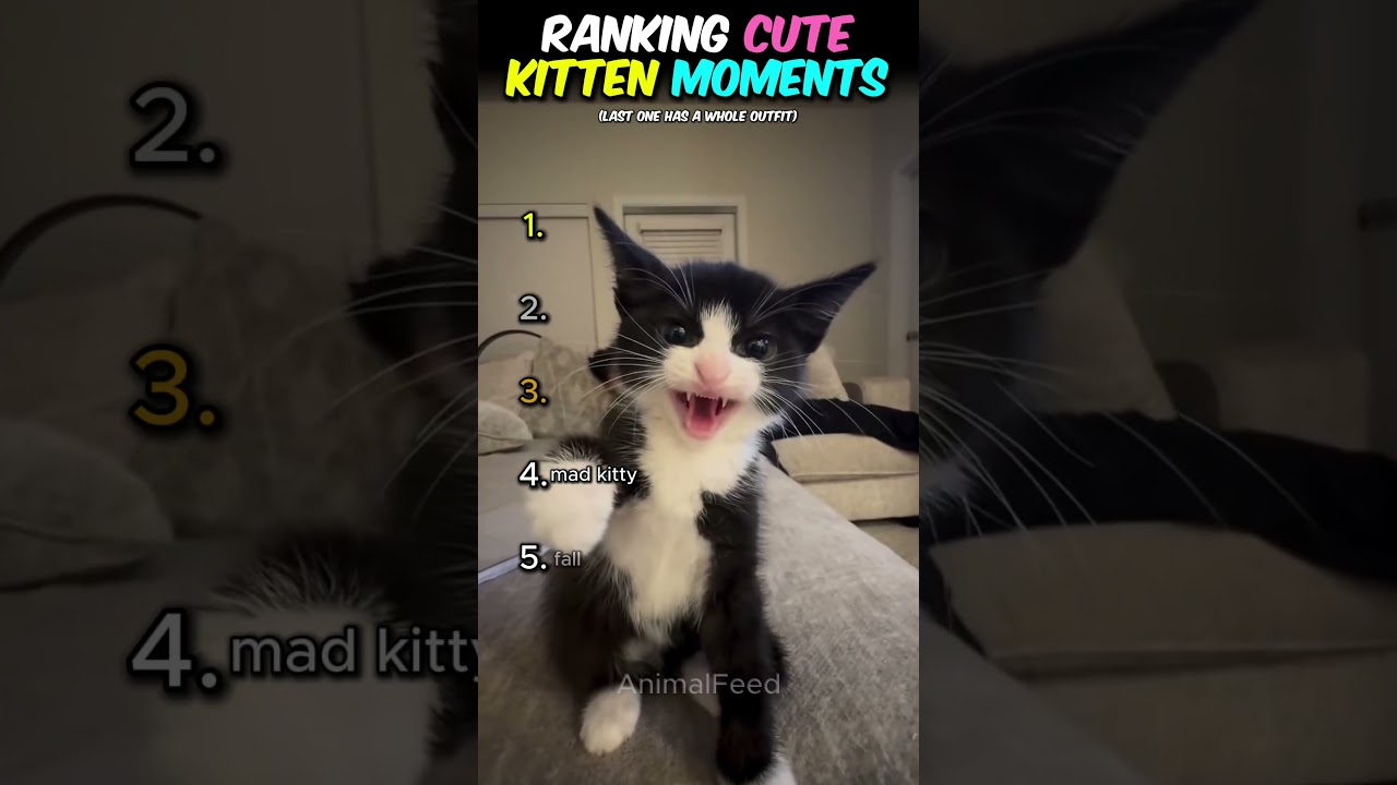 Ranking Cutest Kitten Moments! 