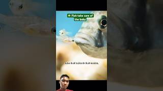 Fish take care of the baby#fish #movie #music #familyhappyyt #shortvideo #animals #reaction #review