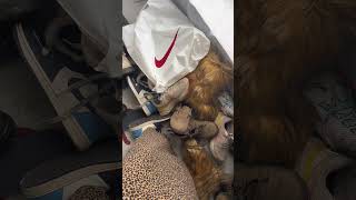 Download Lagu Another series? Yes 🙂‍↕️ Welcome to episode 1 of Fashion ABCs 🫶🏽 #airportoutfit #outfitinspo MP3