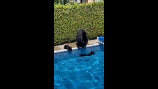 Canicule au Canada : des ours trouvent un peu de fraîcheur dans une piscine