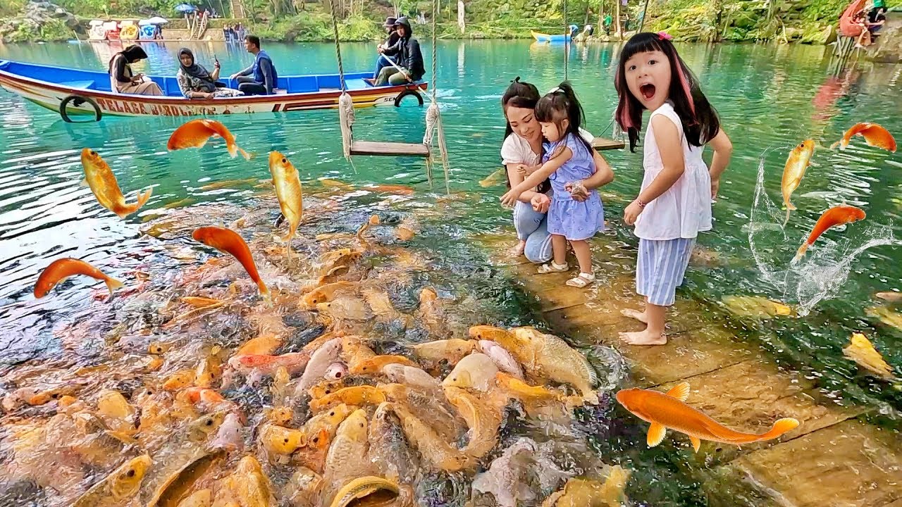 Kasih Makan Ikan Warna Warni Banyak Banget di Telaga Biru - Mengenal Binatang