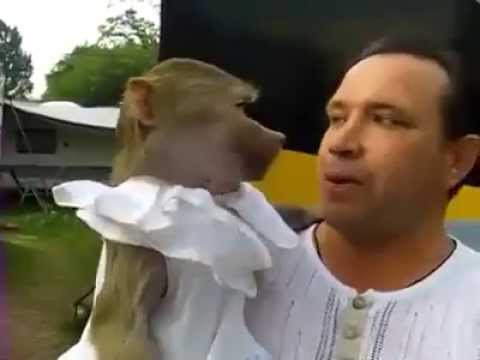 kumpulan video lucu Monyet nyanyi bareng