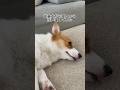 先輩犬に添い寝したら子犬が不貞腐れてた😂 #コーギー多頭飼い #コーギー子犬 #コーギー #ペット #ココちゃんファミリー