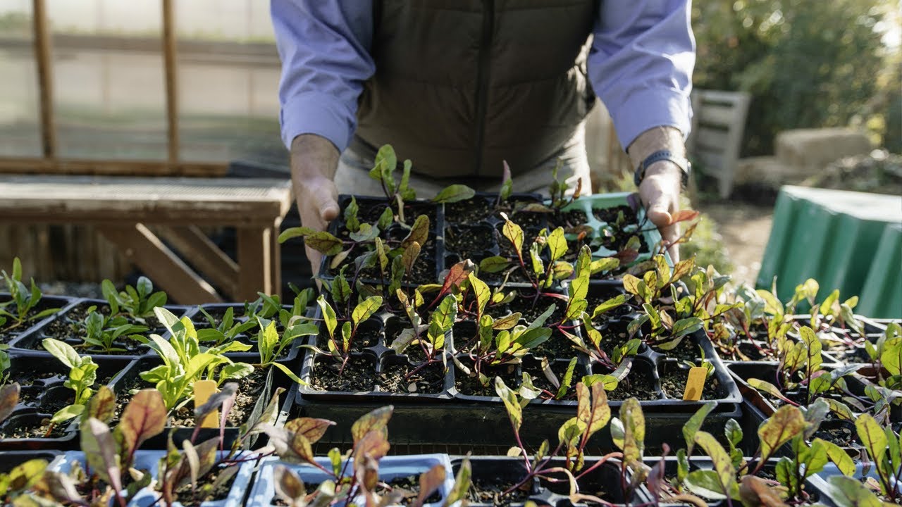 JSC Agricultural Supply Collaborates With The Buena Vista Edible