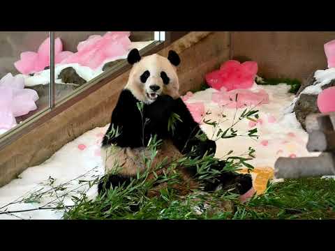 双子のパンダ７歳に　誕生日祝う、和歌山のアドベンチャーワールド
