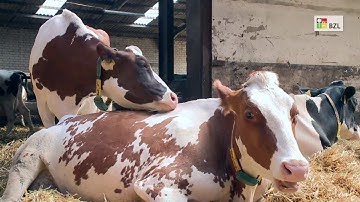 Milchkühe verstehen: Fortbewegung, Sozial-, Brunst- und Komfortverhalten