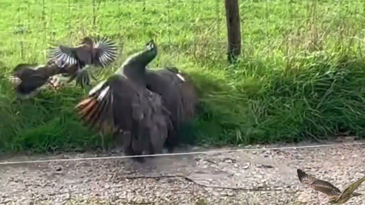 peacock saves magpie from hawk🐦‍⬛🦅🦚