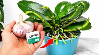 ORKİDEYİ HAYATA DÖNDÜREN KARIŞIM! Sarımsak + Aspirin ile Kök Çürümesini Bitir, Çiçek Açtır