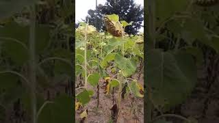 Kilimo cha alizeti part 10, ukihitaji ushauri kuhusu kilimo lipia 5,000 kwa namba 0664719874 Aitel