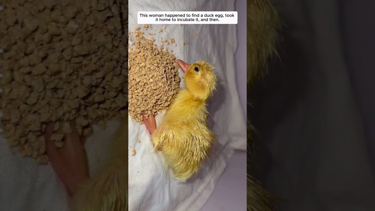 This woman happened to find a duck egg, took it home to incubate it, and then.