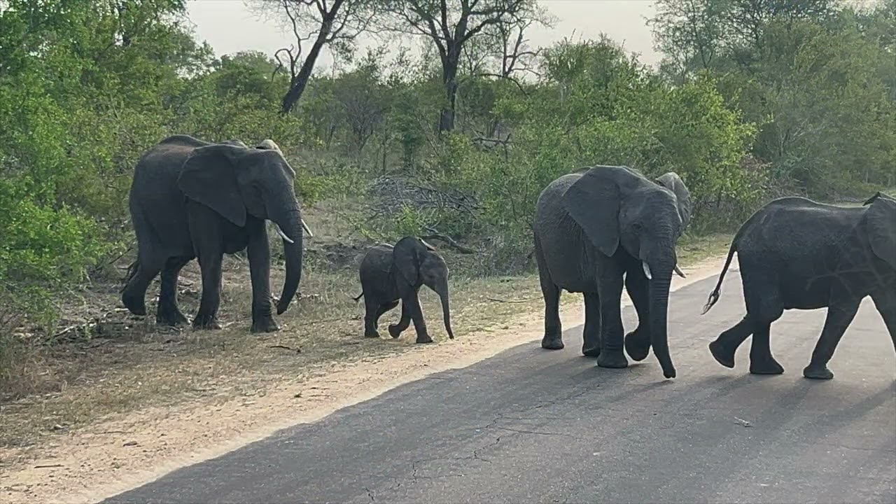Kruger Shalati, Train on the Bridge, Kruger National Park, South Africa